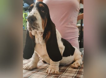 Basset Hound Welpen