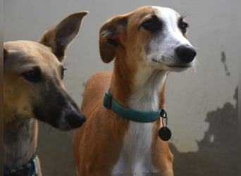 Dali 07/2024 (in Deutschland) - verspielter und neugieriger, wunderschöner junger Galgo!