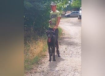 Janó VA - Großer, aktiver Rüde sucht sportliches Zuhause