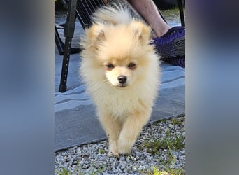 Pomeranian Spitz