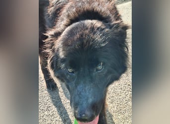 Kuschelbär sucht seine Menschen