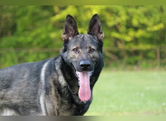 4 jähriger DSH in grau IGP 3, SV Papiere sucht ein neues zu Hause