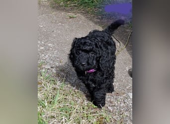 Cockapoo bereit zum Lieben!  - Schenken Sie sich selbst bedingungslose Liebe –