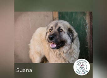 Suana: Eine sanfte Seele