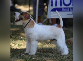 Weiblicher Jack Russell Terrier zu verkaufen