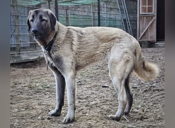 Kangal-Junghunde -  Sila, Shaya und Tamaz