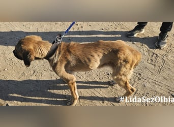 Luca: 1000 Schutzengel - und jetzt?