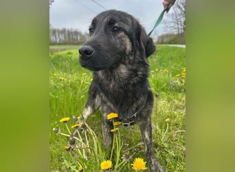 Mischling♥Monty♥ dein Freund fürs Leben
