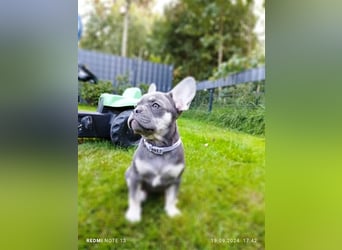 Einzigartige Bullies - Französische Bulldogge Welpen