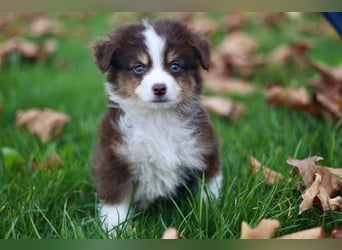 Traumhafte Mini Australian Shepherd Welpen suchen ab sofort ein liebevolles Zuhause