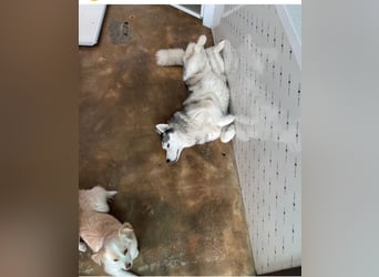 Unsere Herzenshündin sucht ein neues Zuhause