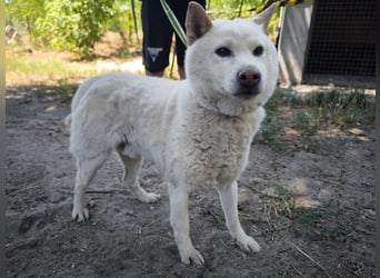 Hachi, sanfter Traumhund, ca. 10 Jahre, ca. 37 cm, ca. 11 kg