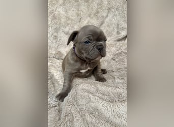 Gesunde Sportliche Französische Bulldoggen aus Familienzucht!