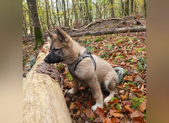 Eurasier - A. Malamute Nord-Hybrid Welpen suchen ein liebevolles Zuhause