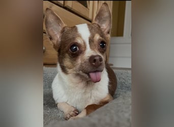 Kleine Seele Chihuahua-Hündin Muci sucht ihr Für-Immer-Zuhause