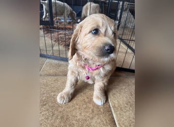 Goldendoodle mini Medium Doodle Abgabe an Pfingsten
