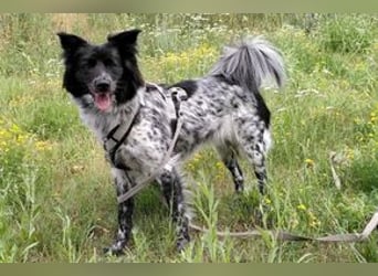 NOTFALL Lilli, benötigt dringend ein neues Zuhause!