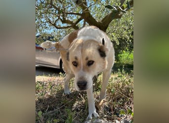 Jack ❤️ sichere Heimat gesucht!