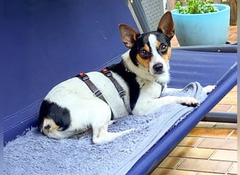 Ratón ✨ in Deutschland auf Pflegestelle