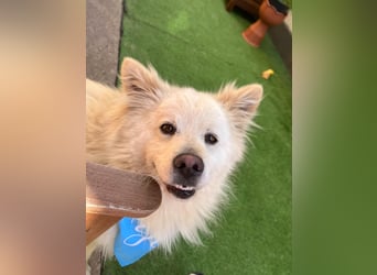 Mishka SR – sanfter Schneebär sucht ruhiges Zuhause