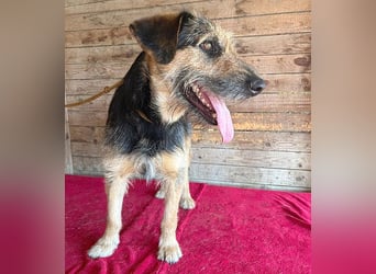 ❤️ superlieber Familienhund MATYI - 2 Jahre, 50cm/20kg - Schnauzer-Mix