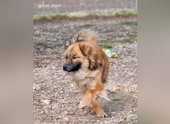 Bömi wurde verletzt aufgefunden und ist nach einer OP auf dem Weg der Besserung !
