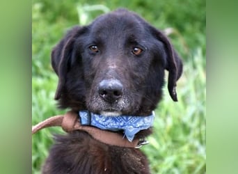 Vigor - sanfter Hundemann mit langen Beinchen