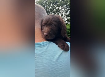 Labradoodle Welpen