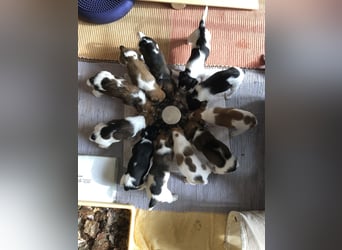 Kromfohrländer Welpen aus Hamburg suchen ein liebevolles Zuhause (Einkreuzprojekt)