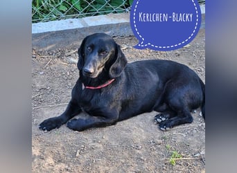 Kerlchen-Blacky ein absoluter Schatz