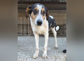 Dino ❤️ aufgeweckter, lieber Traumhund