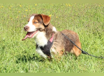 Mina sucht liebevolle Familie....