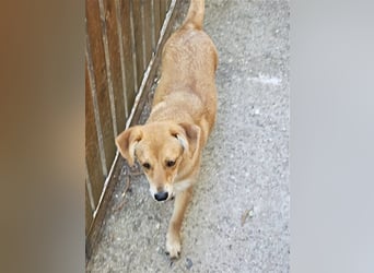 Walburga, !!! SOS !!!!  PS Oberkochen liebevolle, kleine Hündin sucht Ihr Körbchen
