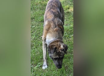 Buddy- der tollste Hund in den richtigen Händen