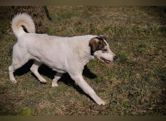 FLY - die nette und aufgeschlossene Hündin liebt Menschen und andere Hunde