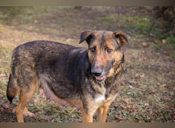 Priya: Schenke mir Liebe!