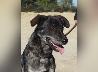 Elfie, Schäferhund-Mix, lieb und verträglich