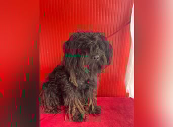 Lola, Puli-Mix, Hündin, geb.am 28.02.2022, 45 cm, 15 kg