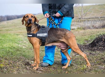 Tara-SI – Liebevolle Hundedame sucht ihr Für-Immer-Zuhause