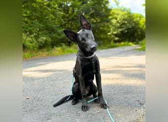 Lilly - intelligent&lernwillig