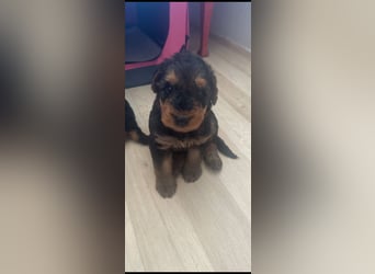 Typvolle Airedale Terrier Welpen aus Leistungszucht VDH/KfT