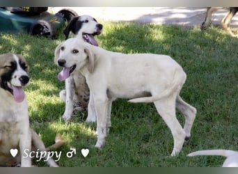 Scippy  und Kea suchen ab sofort ein Zuhause