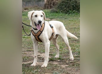 Browny – ein temperamentvoller Senior