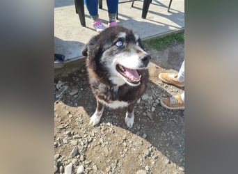 Huskymix Alek soll nicht im Shelter sterben