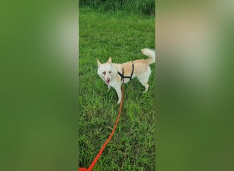 BIBA, Hündin, 3,5 Jahre, 43 cm, Mischling, Tierschutz