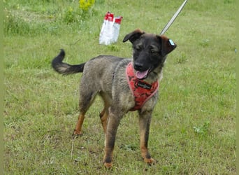 Liebe Nala sucht eine neue Familie