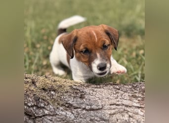 Jack Russel Terrier Welpen mit Stammbaum