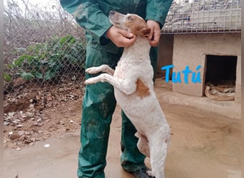 Tutú 08/2023 (ESP) - entspannter, verschmuster und ruhiger Bodeguero Mischling!