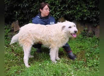 Gatsby - Der große Gatsby sucht seine Daisy