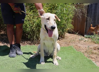 Dusty, Labrador-Mix, lieb und sozial